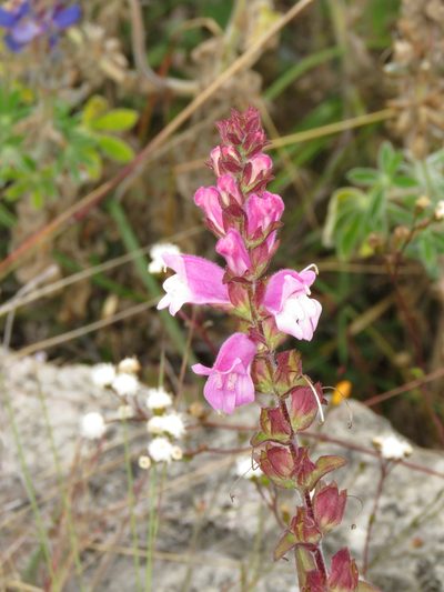 Lamourouxia sylvatica, photographed by Manuel Roncal