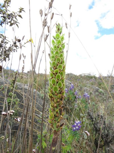 Altensteinia fimbriata, photographed by Manuel Roncal