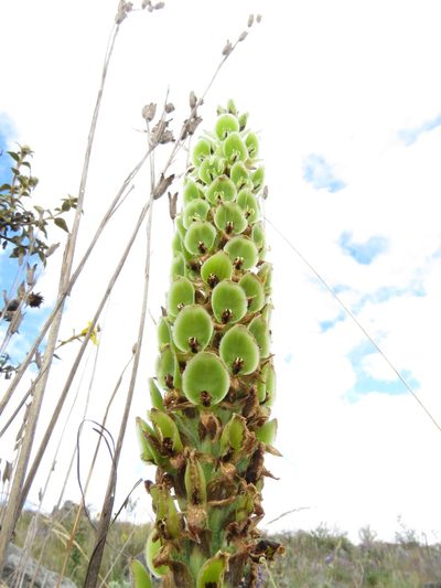 Altensteinia fimbriata, photographed by Manuel Roncal