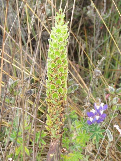 Altensteinia fimbriata, photographed by Manuel Roncal
