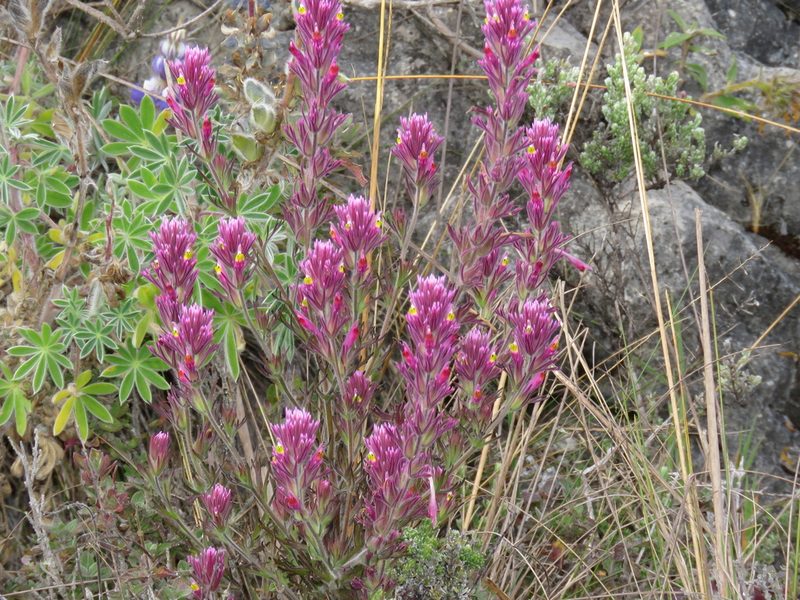 Castilleja vadosa, photographed by Manuel Roncal