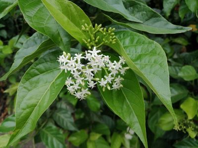 Ehretia resinosa, photographed by 五色鳥