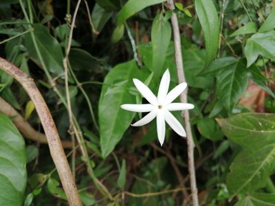 Jasminum nervosum, photographed by 五色鳥