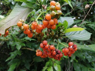 Ehretia resinosa, photographed by 五色鳥