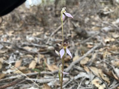 Eriochilus cucullatus, photographed by bartholomewhasty