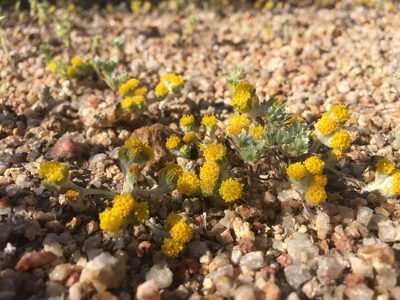 Eriophyllum pringlei, photographed by Steve Matson
