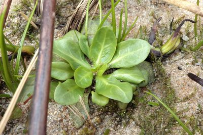 Samolus parviflorus, photographed by Jeff Clark