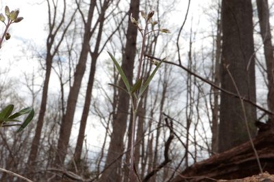 Cardamine angustata, photographed by Jeff Clark