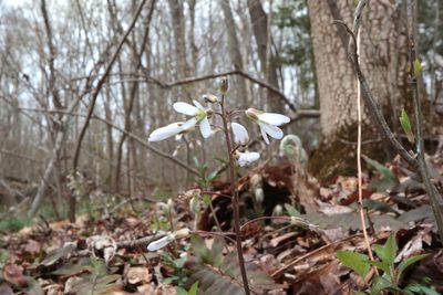 Cardamine angustata, photographed by Jeff Clark