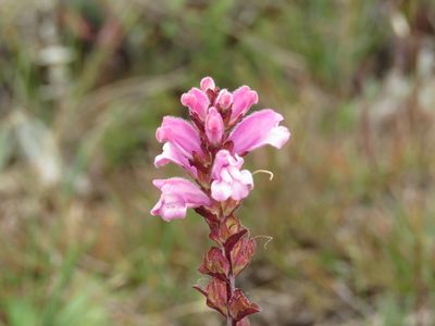 Lamourouxia sylvatica, photographed by Manuel Roncal