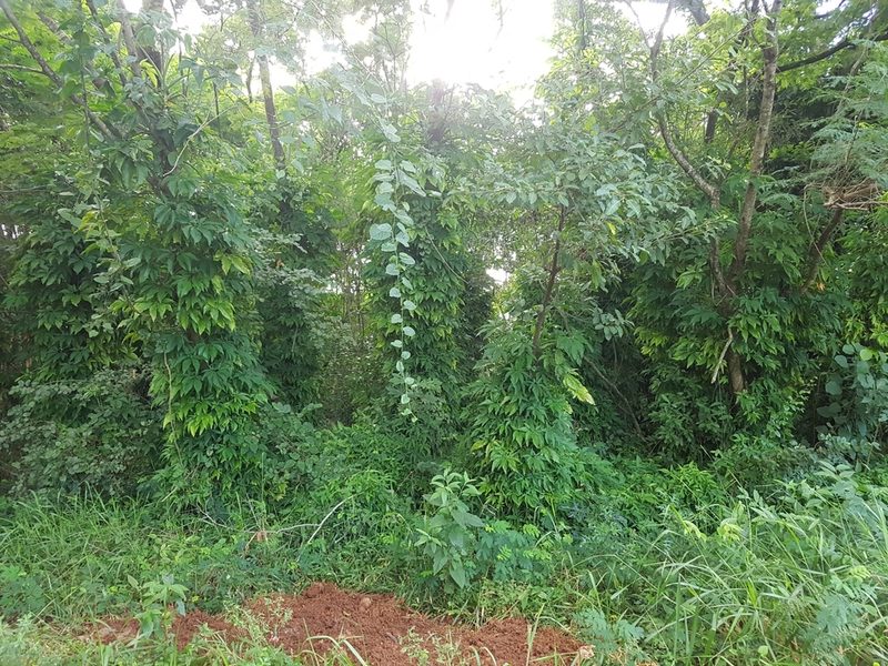 Syngonium angustatum, photographed by Celso Henrique Varela Rios