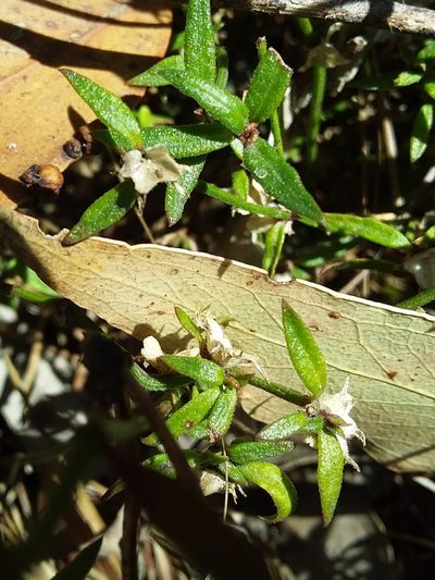 Opercularia turpis, photographed by insiderelic