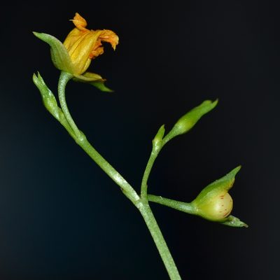 Talinum fruticosum, photographed by kbkash