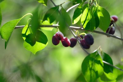 Forestiera acuminata, photographed by Brady Reed