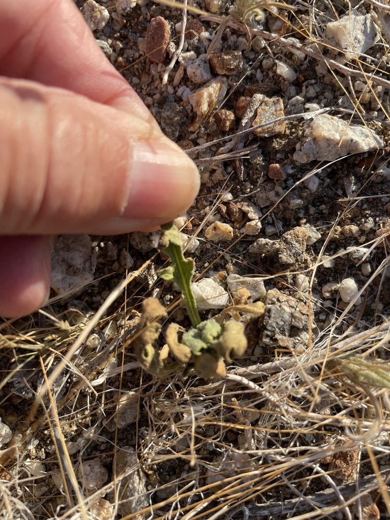 Volutaria tubuliflora, photographed by Leah Gardner