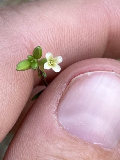 Streptanthus cooperi, photographed by Kristen Nelson