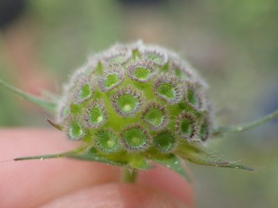 Knautia integrifolia, photographed by Julien Renoult