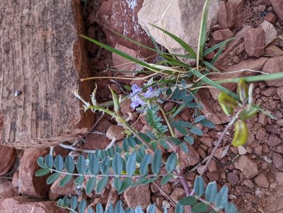 Astragalus lentiginosus, photographed by Alexandre Passos