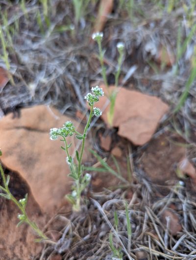 Cryptantha gracilis, photographed by Alexandre Passos