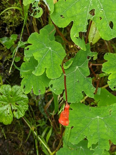 Tropaeolum tuberosum, photographed by Ben Keen