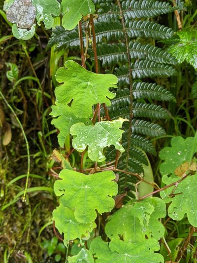 Tropaeolum tuberosum, photographed by Ben Keen