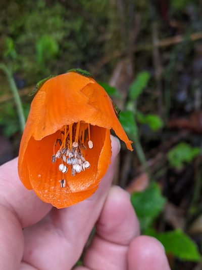 Nasa grandiflora, photographed by Ben Keen