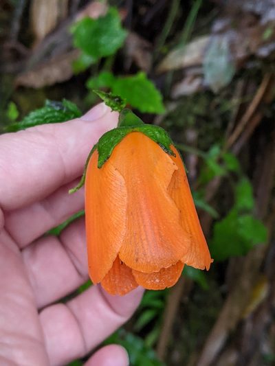 Nasa grandiflora, photographed by Ben Keen