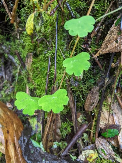Tropaeolum tuberosum, photographed by Ben Keen