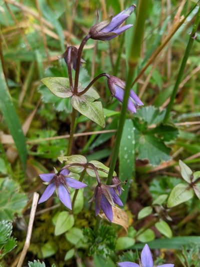 Gentianella rapunculoides, photographed by Ben Keen