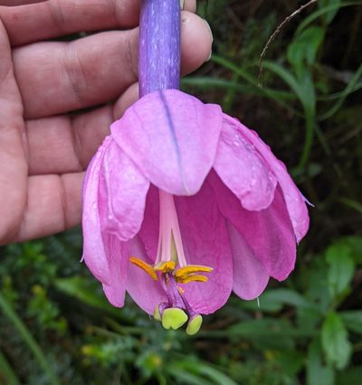 Passiflora cumbalensis, photographed by Ben Keen
