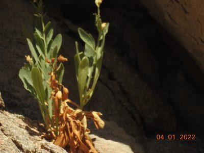 Nicotiana obtusifolia, photographed by Diana