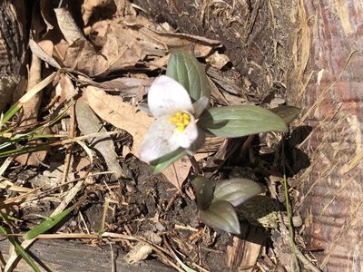 Trillium nivale, photographed by Mike B