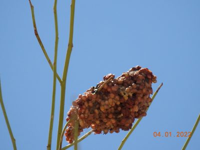Phoradendron californicum, photographed by Diana