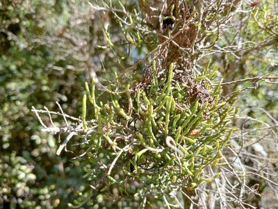 Korthalsella salicornioides, photographed by John Barkla