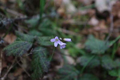 Cardamine nuttallii, photographed by Sean Haight