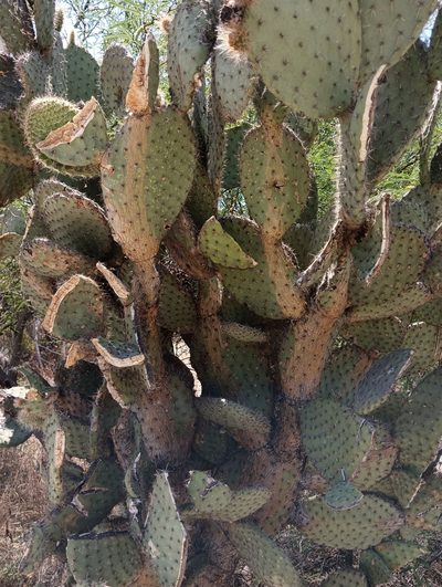 Opuntia pilifera, photographed by Ulises Emmanuel Martínez Burgos