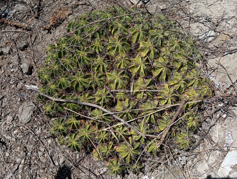 Ferocactus robustus, photographed by Ulises Emmanuel Martínez Burgos