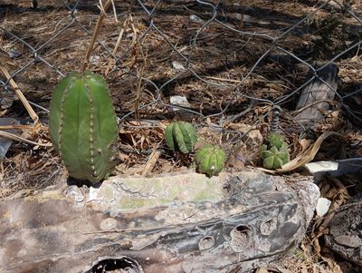 Lophocereus marginatus, photographed by Ulises Emmanuel Martínez Burgos