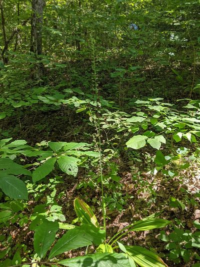 Melanthium woodii, photographed by Nathan Aaron