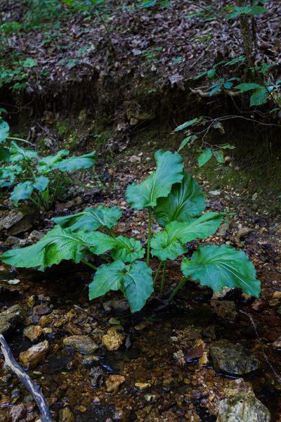 Plantago cordata, photographed by Nathan Aaron