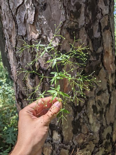 Trichogalium arkansanum, photographed by Nathan Aaron