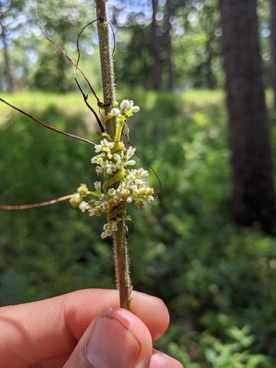 Cuscuta coryli, photographed by Nathan Aaron