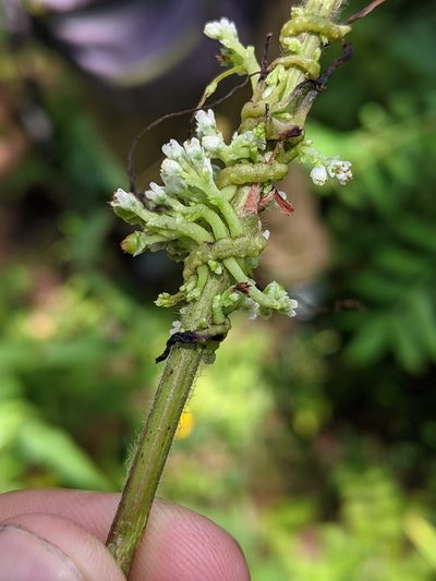 Cuscuta coryli, photographed by Nathan Aaron