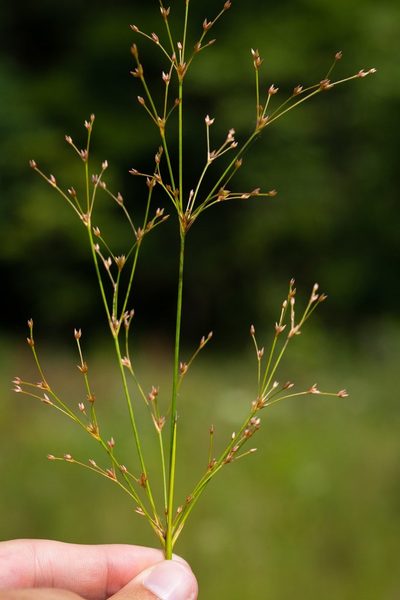 Juncus subcaudatus, photographed by Nathan Aaron