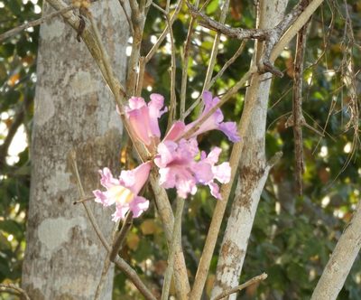 Handroanthus impetiginosus, photographed by Francisco Farriols Sarabia