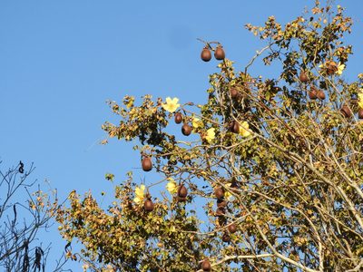 Cochlospermum vitifolium, photographed by Francisco Farriols Sarabia