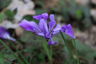 Iris tenax, photographed by Sean Haight