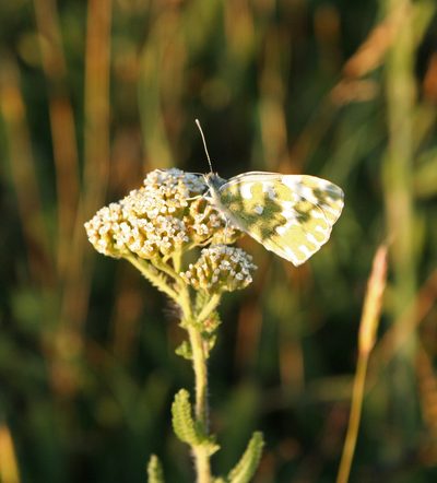 Aspilia silphioides, photographed by Oleg Kosterin