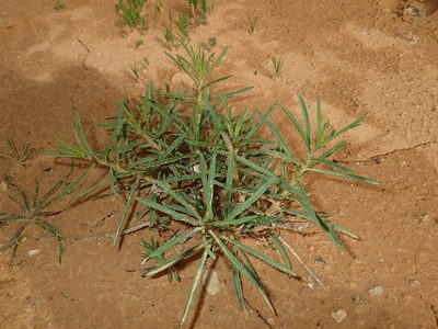 Jasonia tuberosa, photographed by Julien Renoult