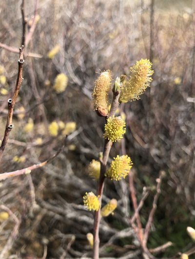 Salix breweri, photographed by Justin Paulin
